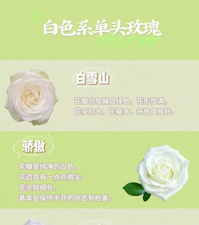 白玫瑰花名花语是什么？水稻钵体育秧什么意思？