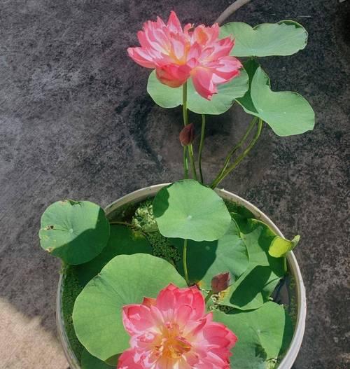 哪些盆栽植物最喜欢光照？如何为它们提供充足的光照？