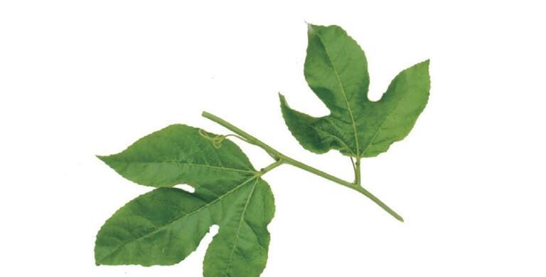 有哪些植物远看与其它植物相似？它们的区别在哪里？