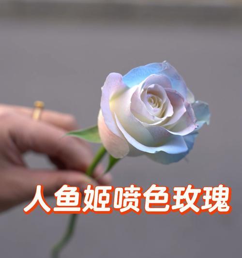 人鱼姬玫瑰花代表了什么？