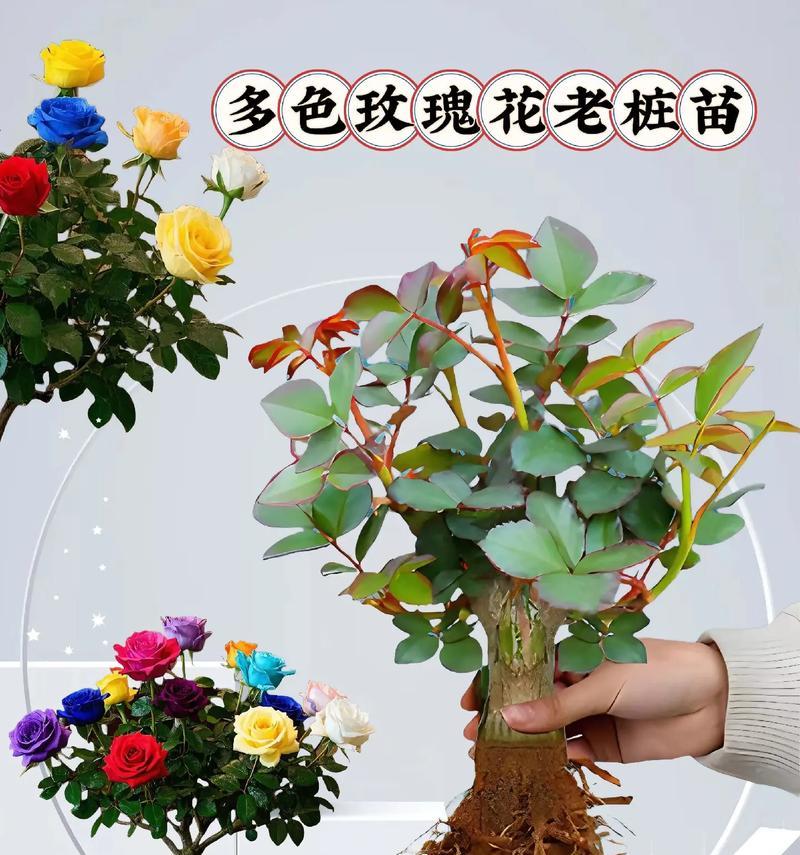 哪些花卉适合混合种养？混合种植的好处是什么？