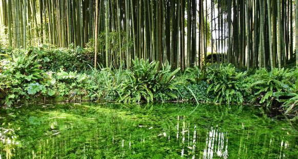 水生植物中包括哪些种类的竹子？如何正确种植水生竹子？