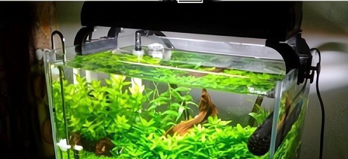 水生植物中包括哪些种类的竹子？如何正确种植水生竹子？