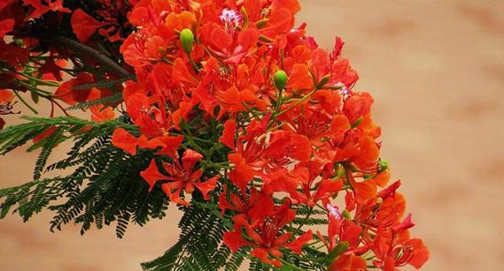 凤凰花花语是什么？凤凰花的寓意是什么？