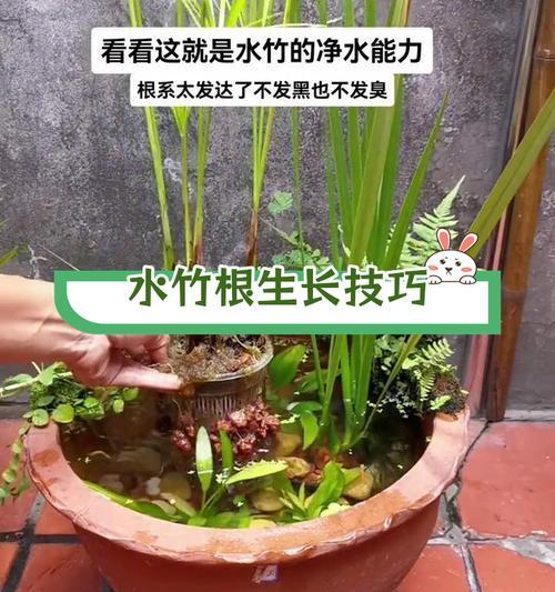 水生植物中包括哪些种类的竹子？如何正确种植水生竹子？