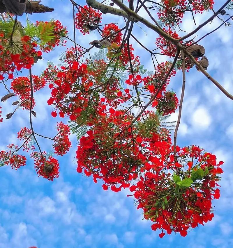 凤凰花花语是什么？凤凰花的寓意是什么？