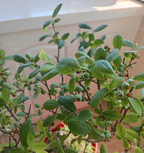 活体培育技术适用于哪些植物？这些植物有何特点？