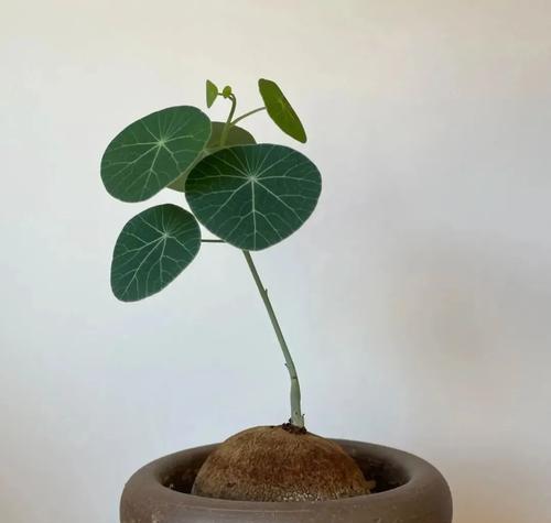 活体培育技术适用于哪些植物？这些植物有何特点？