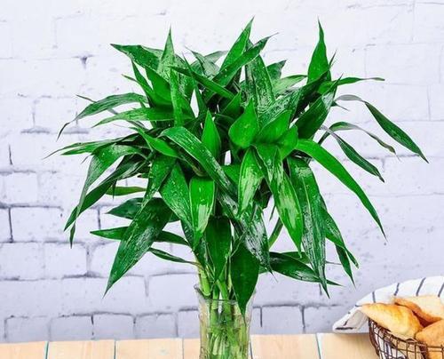 活体培育技术适用于哪些植物？这些植物有何特点？