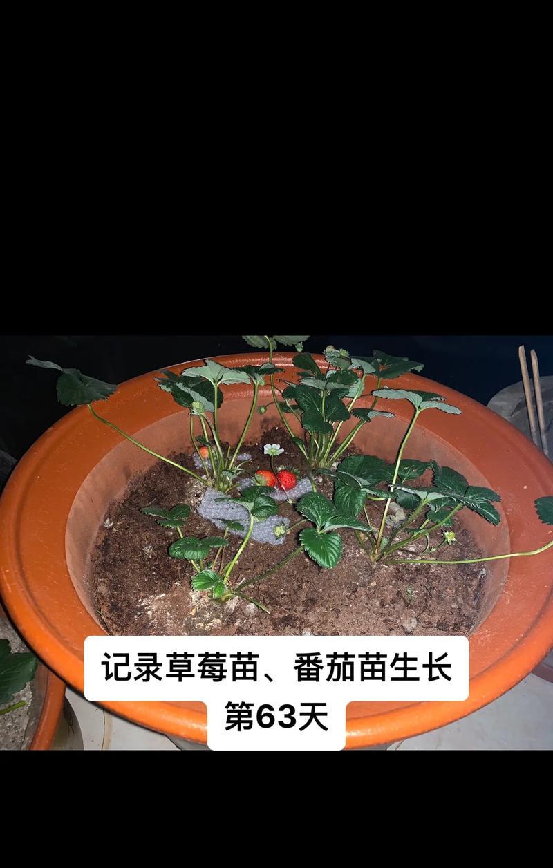 草莓苗盆栽如何养护？草莓盆栽的正确养殖方法是什么？