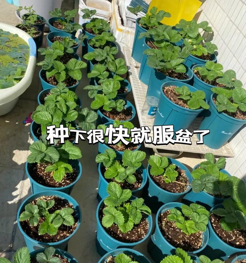 草莓苗盆栽如何养护？草莓盆栽的正确养殖方法是什么？