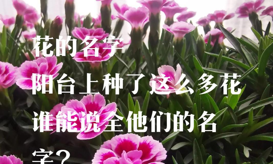 花卉有哪些好听的昵称，它们的含义是什么？