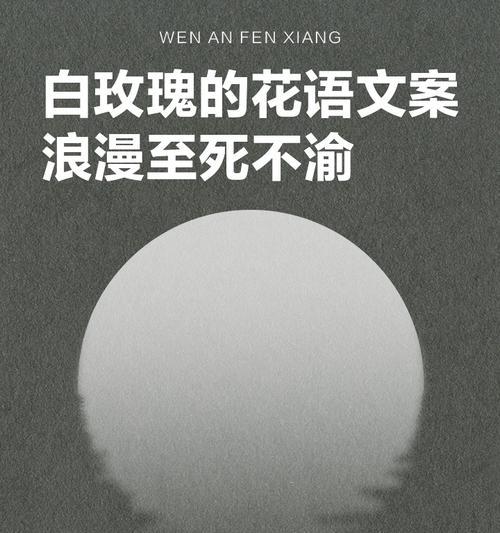 白玫瑰无叶的花语有何深意？