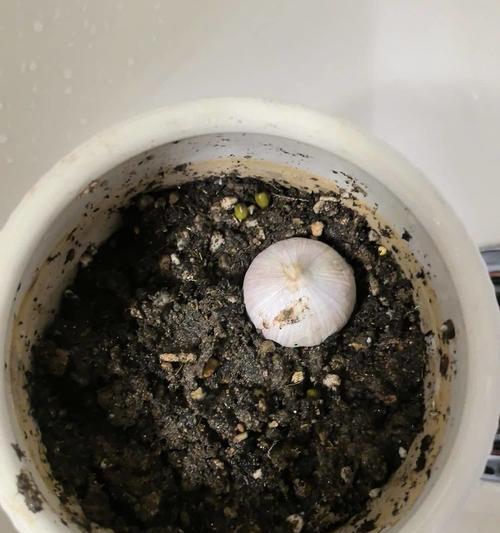 植物是如何自行生长的？生长过程中需要哪些条件？