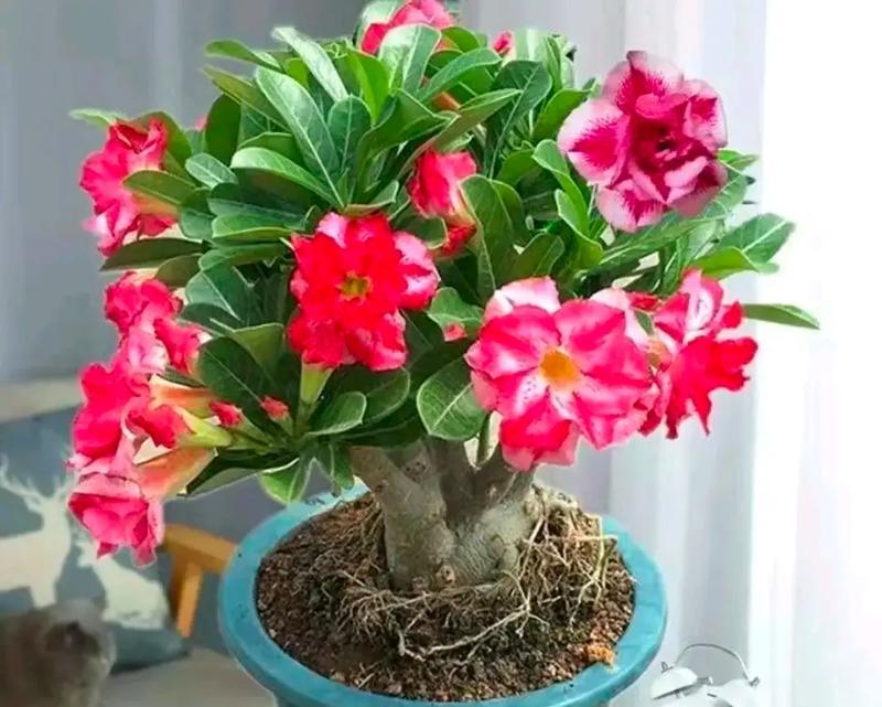 哪些室内花卉品种最适合家庭种植？
