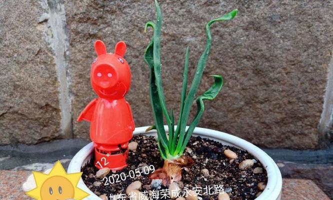 佩奇植物需要多久才能开花？如何正确养护？