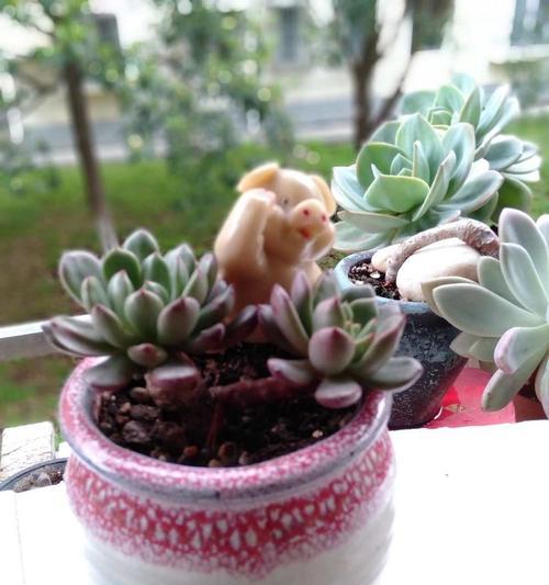 佩奇植物需要多久才能开花？如何正确养护？