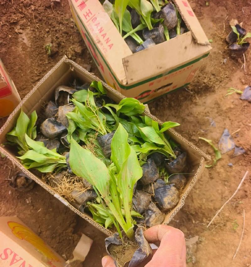 玉簪花卉组合的养护方法是什么？