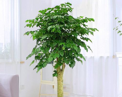 如何获取植物大树建材？