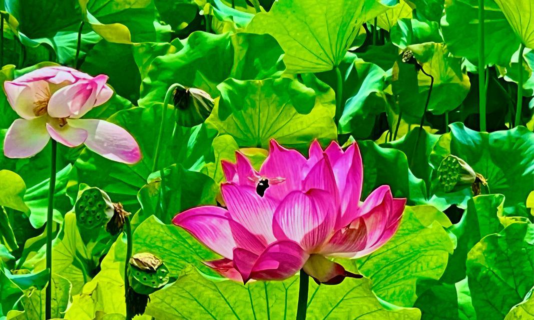 荷花的花语有哪些？它们通常代表了什么？
