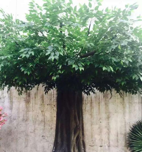如何获取植物大树建材？