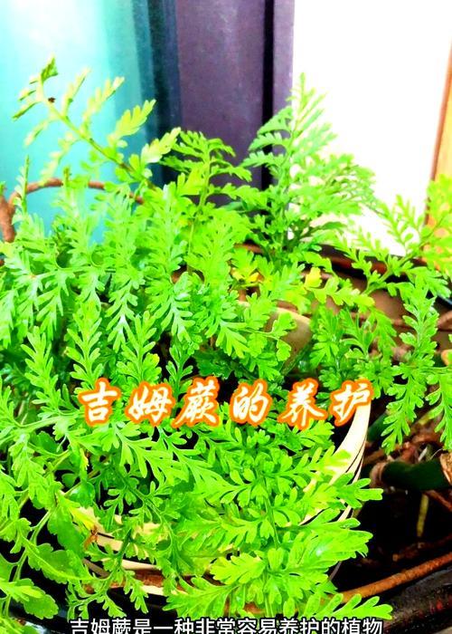 蕨子类植物养殖方法是什么？