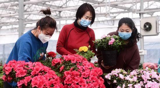 什么是花卉市场？如何在花卉市场选购合适的植物？