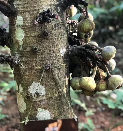 纬度植物在植物学中扮演什么角色？
