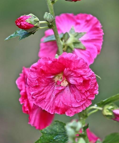 月季盆栽玫瑰花养护方法是什么？如何保持花色鲜艳？