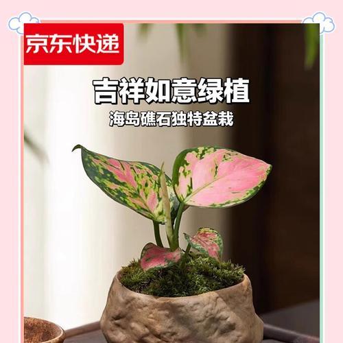 植物如意怎么养？有哪些养护技巧？