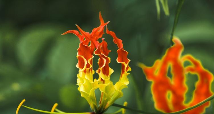柠檬草的花语有哪些含义？