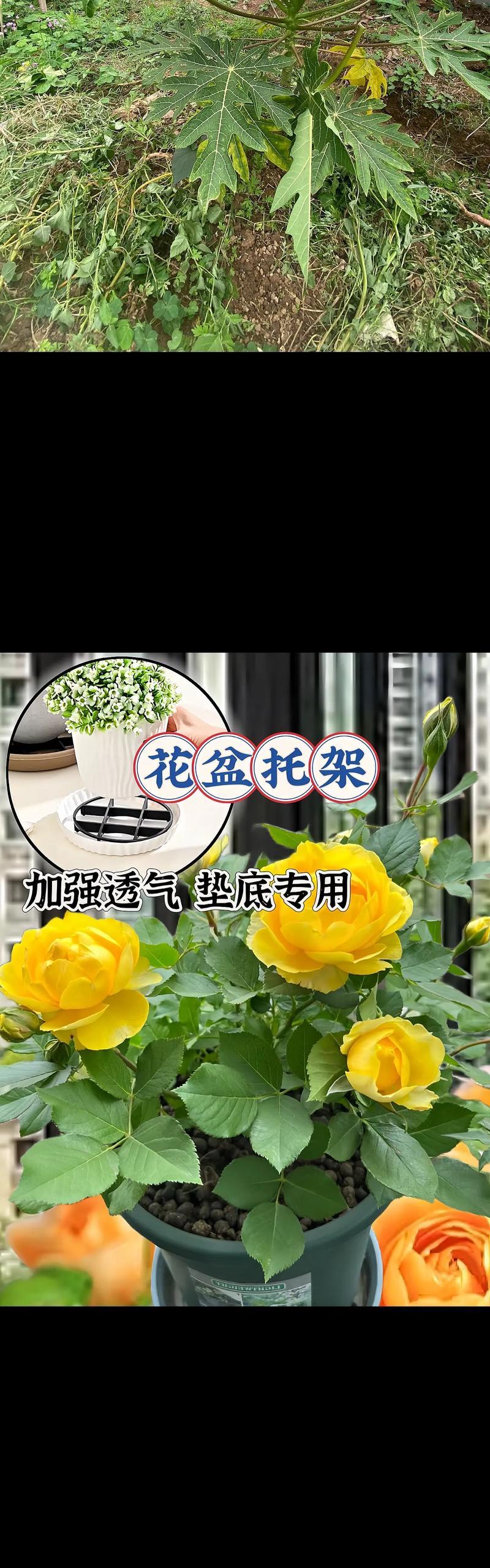 漂亮花盆如何选择？透气性好的花盆推荐？