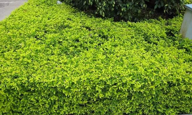 哪些植物具有天然防盗功能？如何选择适合的植物来保护家园？