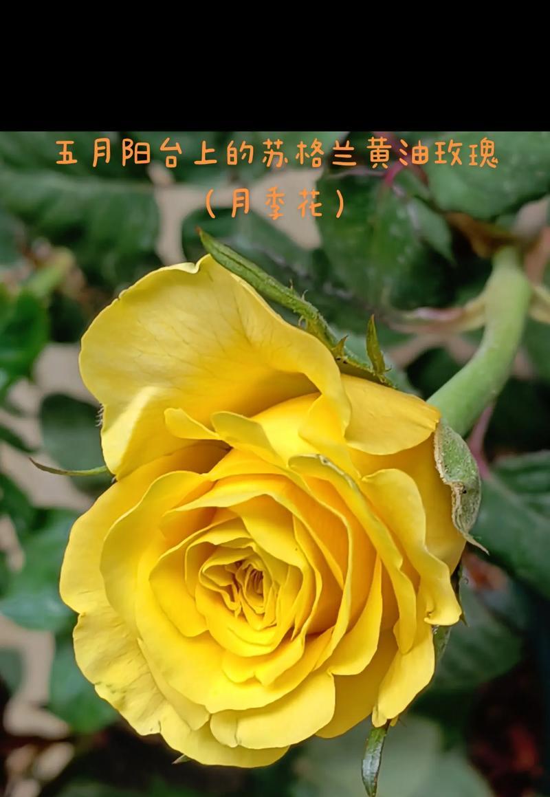 奶油玫瑰花的寓意是什么？它在花卉中代表什么？