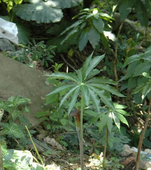 儿童雨伞植物有哪些种类？它们的趣味性和教育意义是什么？