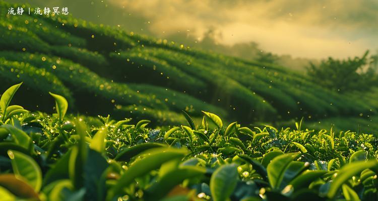 脑植物是什么？它有哪些独特的生长特性？