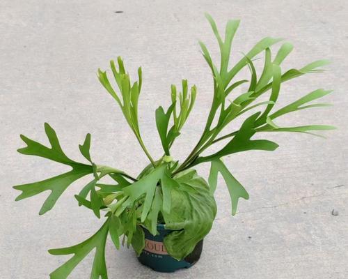 脑植物是什么？它有哪些独特的生长特性？