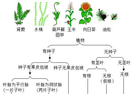 脑植物是什么？它有哪些独特的生长特性？