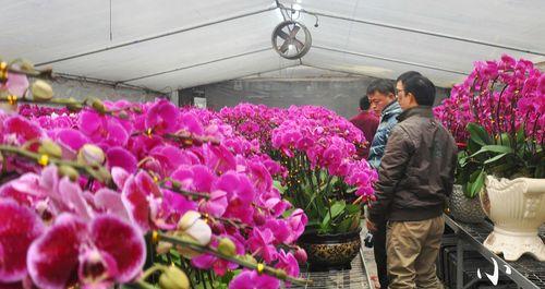 永城花卉市场露台种植推荐有哪些？如何选择适合的花卉？