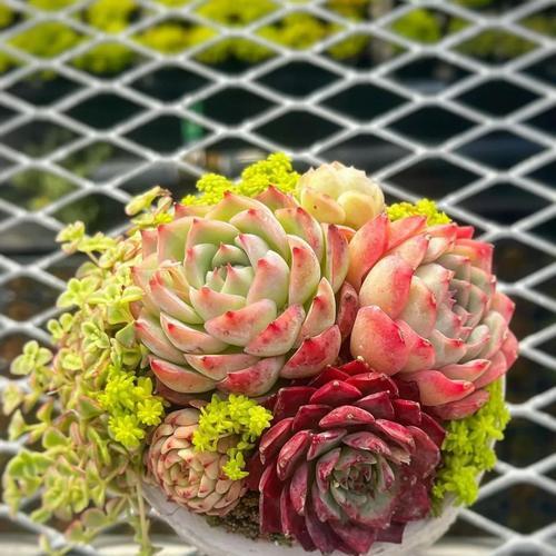 多肉植物有哪些潜在的坏处？它们的负面影响是什么？