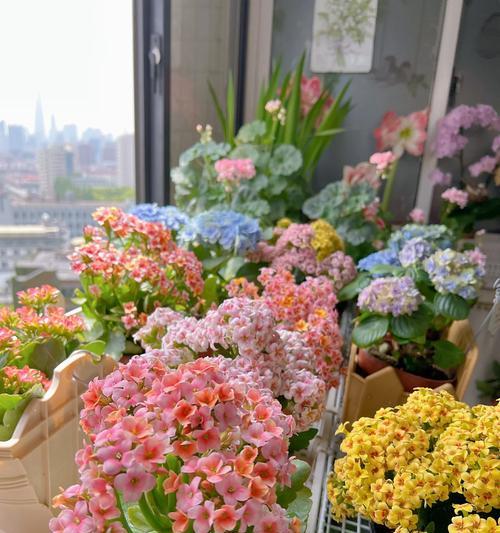 哪些花卉不宜放置在家中？