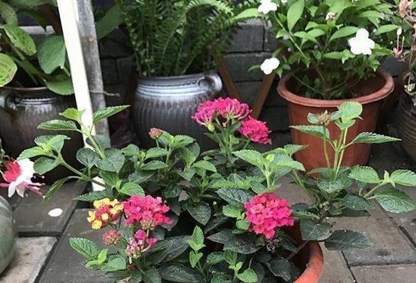 哪些花卉不宜放置在家中？