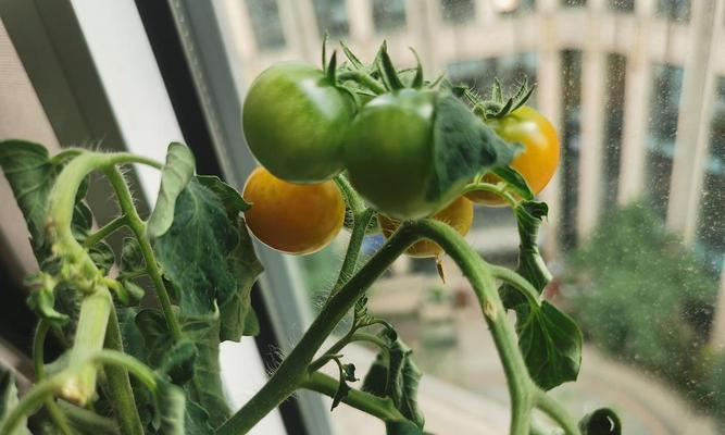 家里西红柿怎么种植盆栽？盆栽西红柿的养护技巧是什么？