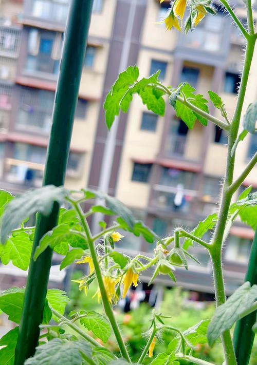 家里西红柿怎么种植盆栽？盆栽西红柿的养护技巧是什么？