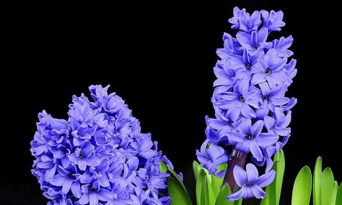 天蝎座的花语有哪些？它们分别代表什么含义？