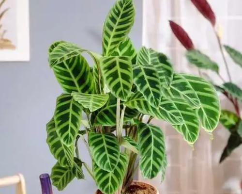电梯装饰适合哪些植物？如何选择？