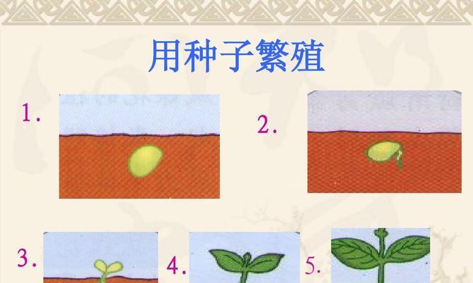 小龙种子植物的特征是什么？