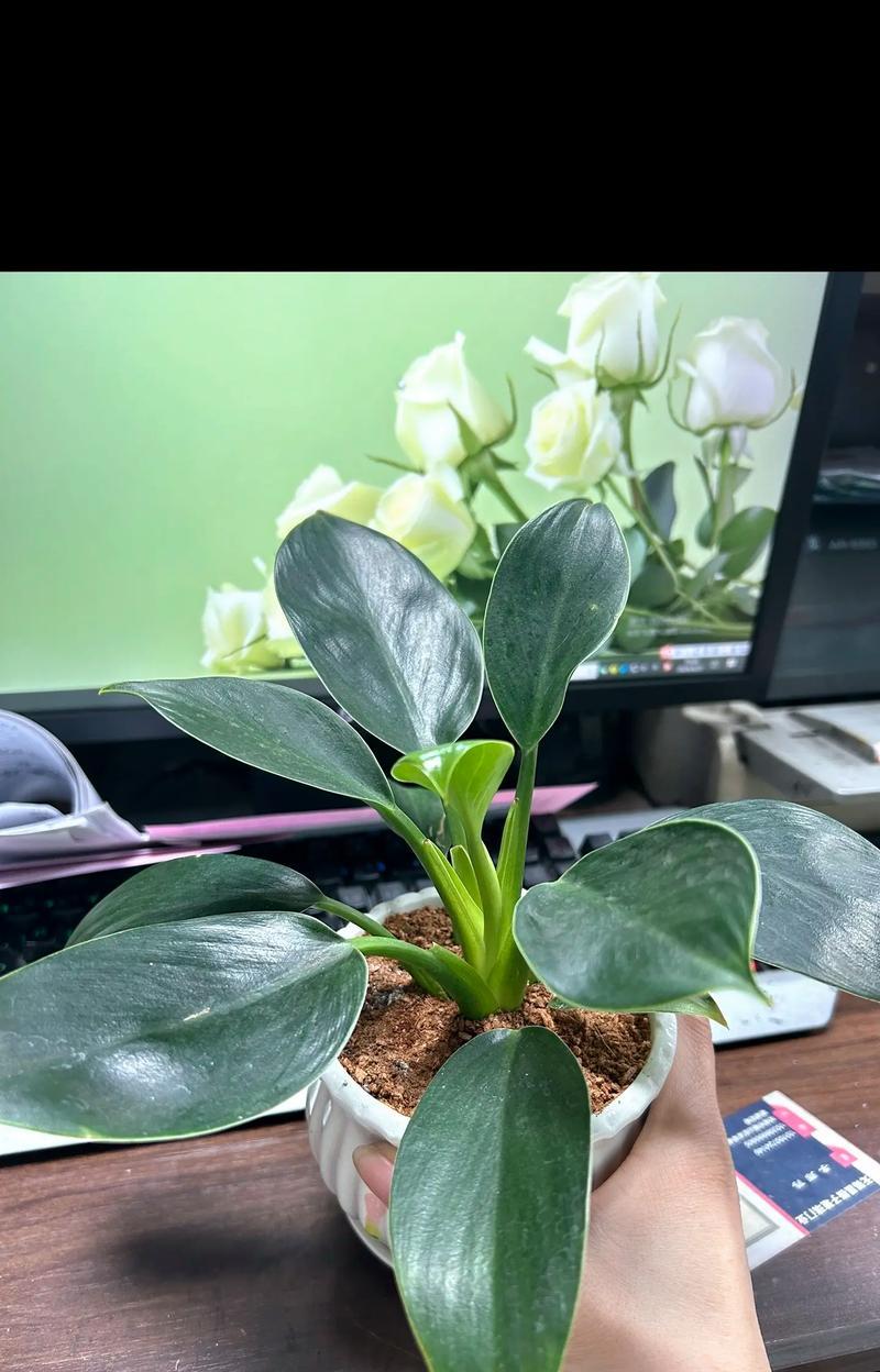 餐厅适合摆放哪些植物？这些植物有什么好处？