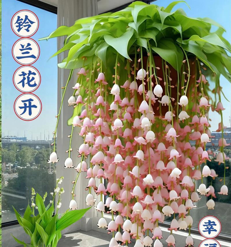 哪些室内花卉四季开花且香味浓郁？