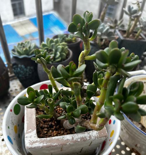 植物浸盆需要持续多长时间？